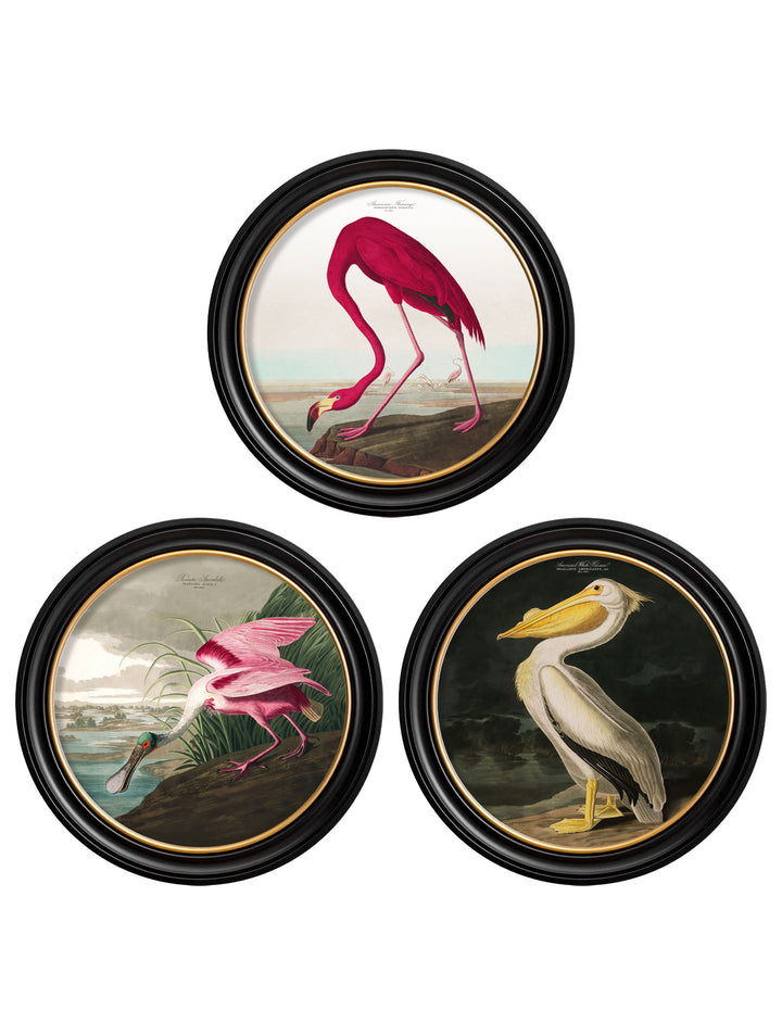 Audubon’s Birds of America – American White Pelican – 70cmx70cm & 44cmx44cm