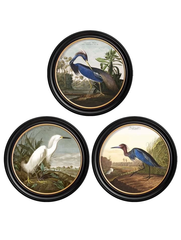 Audubon’s Birds of America – Blue Heron  – 70cmx70cm & 44cmx44cm