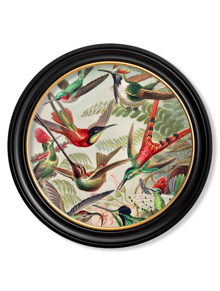 Haeckel Flora and Fauna – Hummingbirds – 70cmx70cm & 44cmx44cm