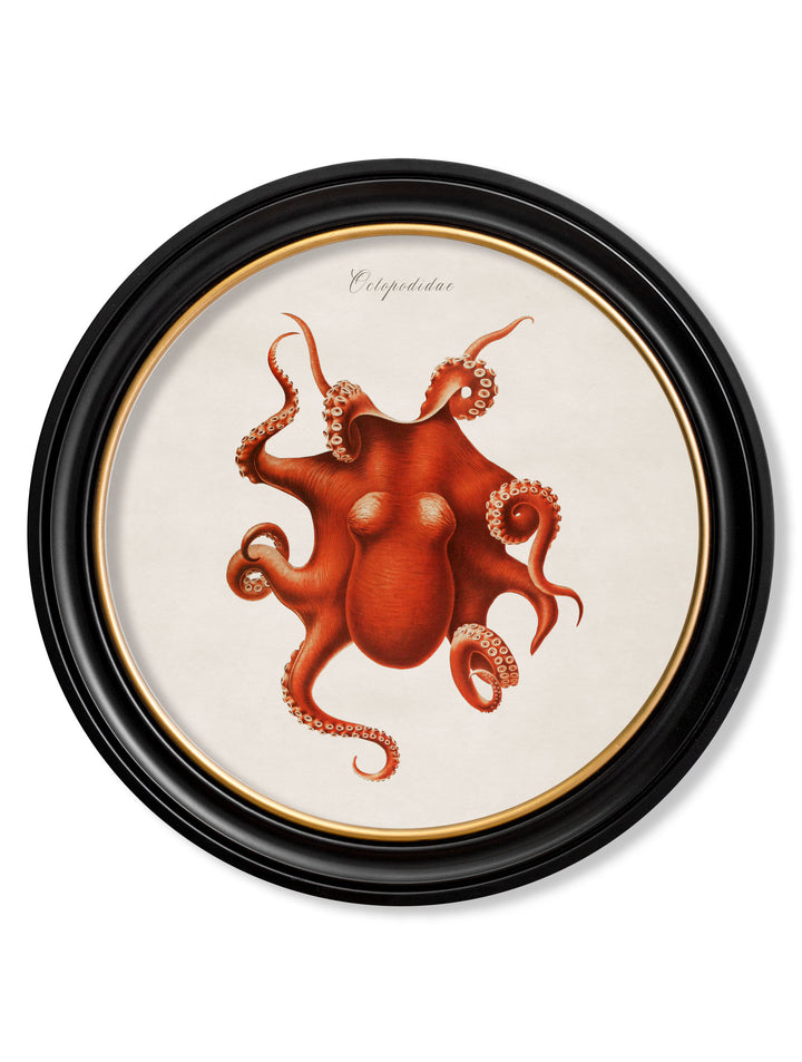 Marine Animals in Round Frames – Octopus – 70cmx70cm & 44cmx44cm