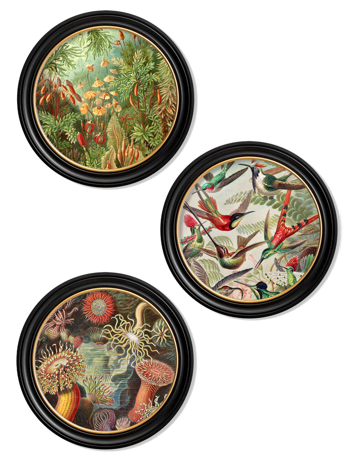 Haeckel Flora and Fauna – Hummingbirds – 70cmx70cm & 44cmx44cm