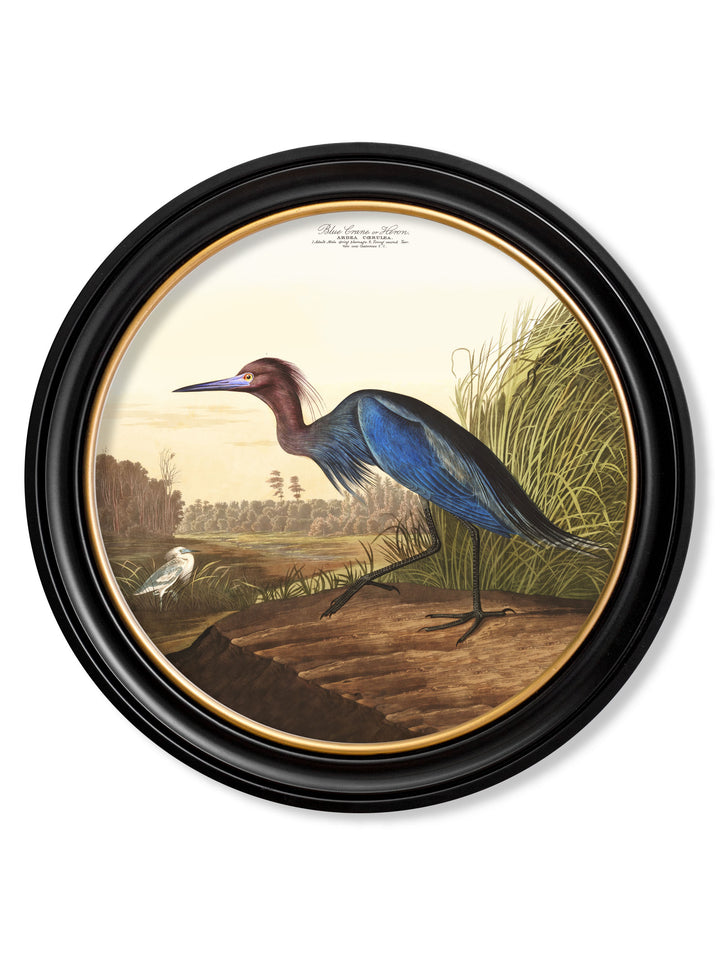 Audubon’s Birds of America – Blue Heron  – 70cmx70cm & 44cmx44cm