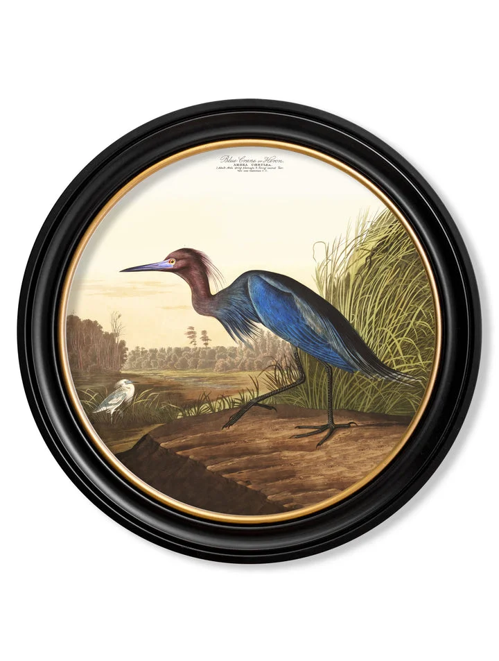 Audubon's Birds of America - Blue Heron - 70cmx70cm & 44cmx44cm 1