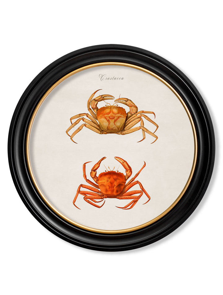 Marine Animals in Round Frames – Crabs – 70cmx70cm & 44cmx44cm