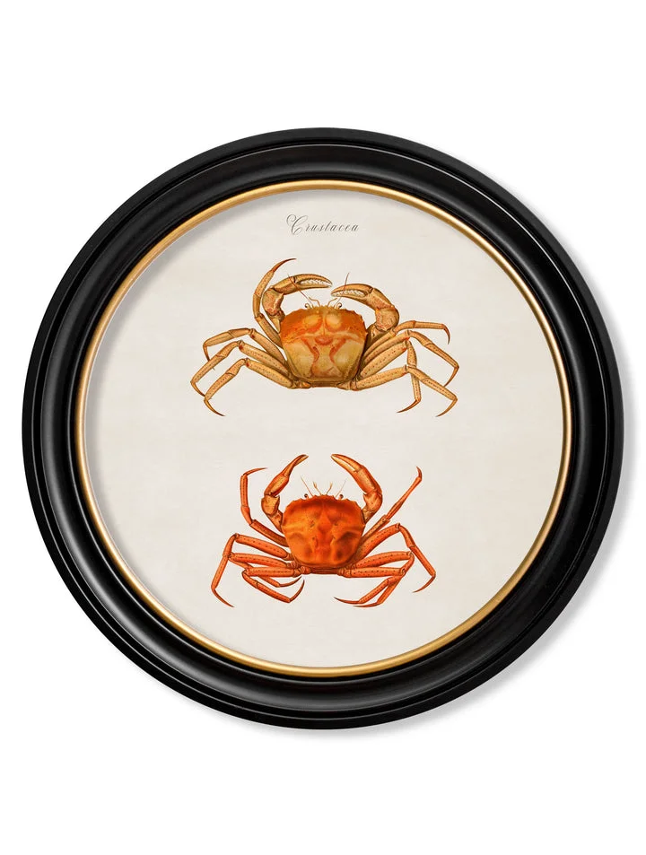 Marine Animals in Round Frames - Crabs - 70cmx70cm & 44cmx44cm 1