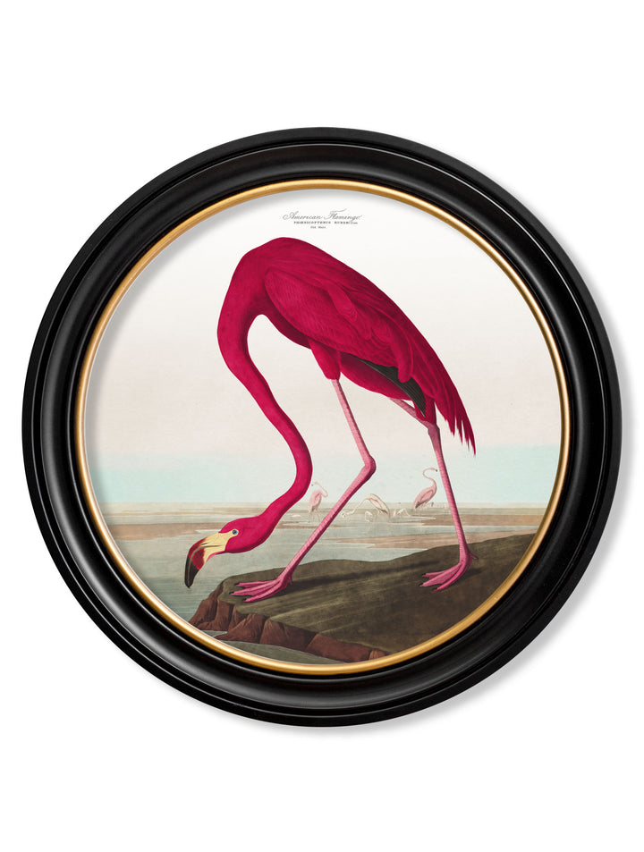 Audubon’s Birds of America – American Flamingo – 70cmx70cm & 44cmx44cm