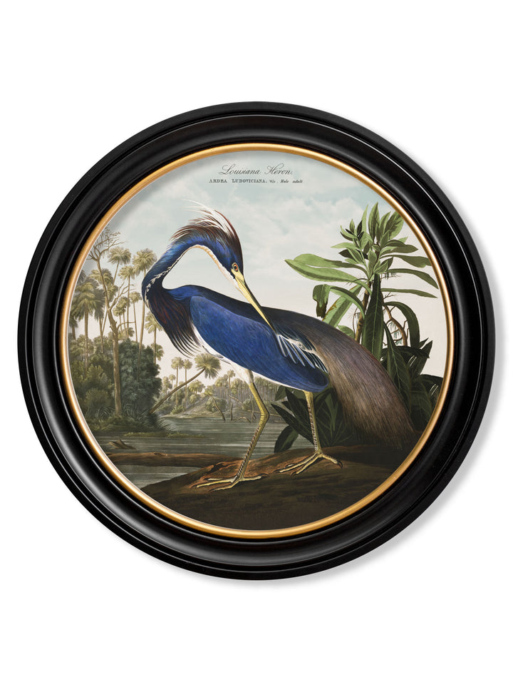 Audubon's Birds of America - Louisiana Heron - 70cmx70cm & 44cmx44cm 1
