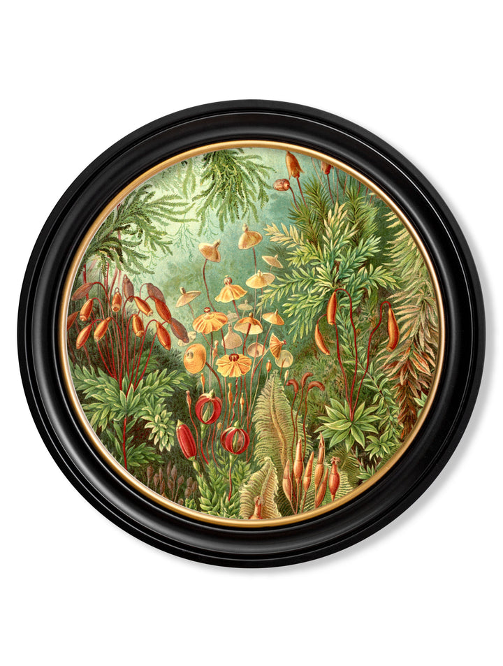 Haeckel Flora and Fauna – Flora – 70cmx70cm & 44cmx44cm