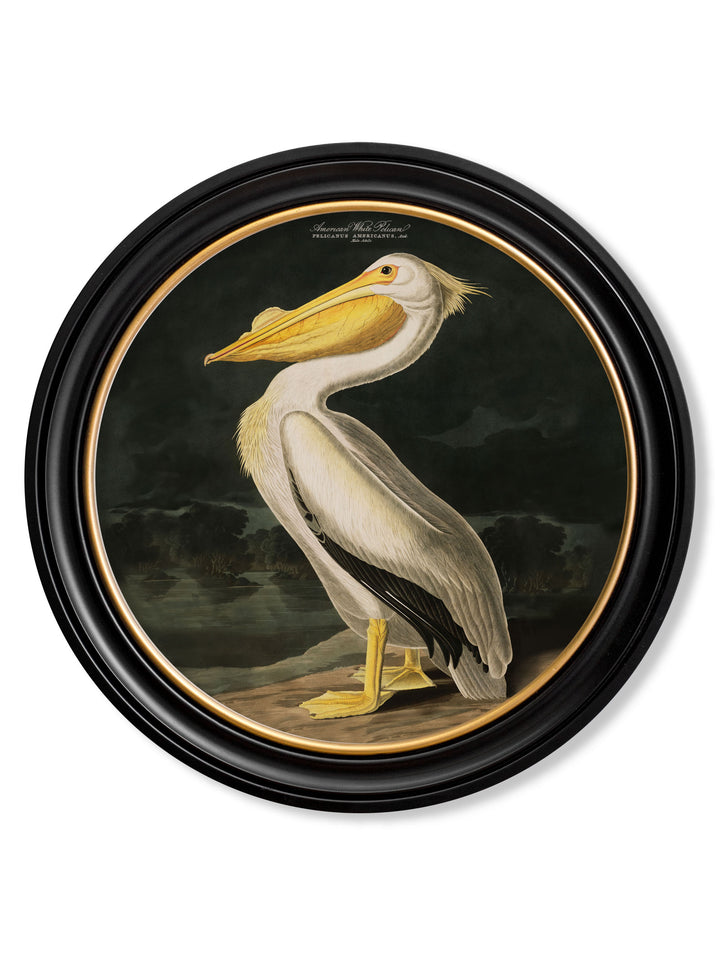 Audubon's Birds of America - American White Pelican - 70cmx70cm & 44cmx44cm 1