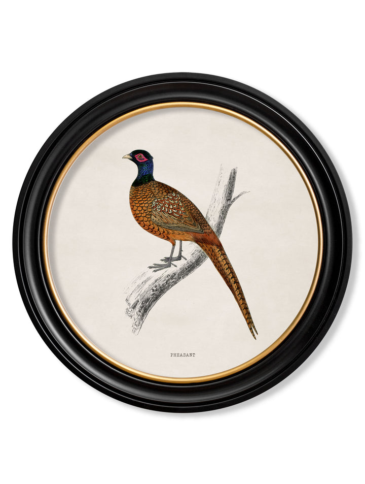 British Birds – Pheasant – 70cmx70cm & 44cmx44cm