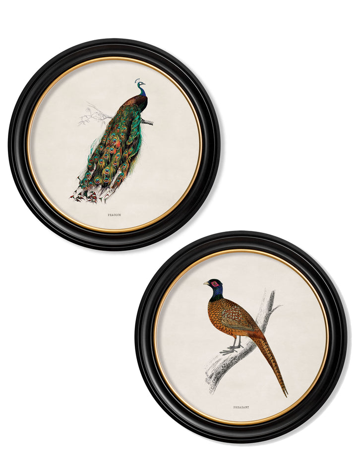 British Birds – Peacock – 70cmx70cm & 44cmx44cm
