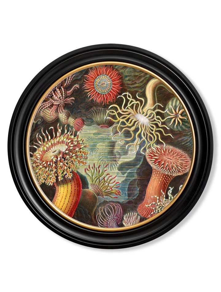 Haeckel Flora and Fauna – Sea Anemone – 70cmx70cm & 44cmx44cm