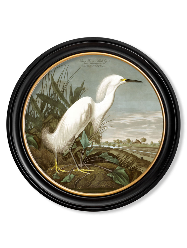 Audubon's Birds of America - Snowy Heron - 70cmx70cm & 44cmx44cm 1